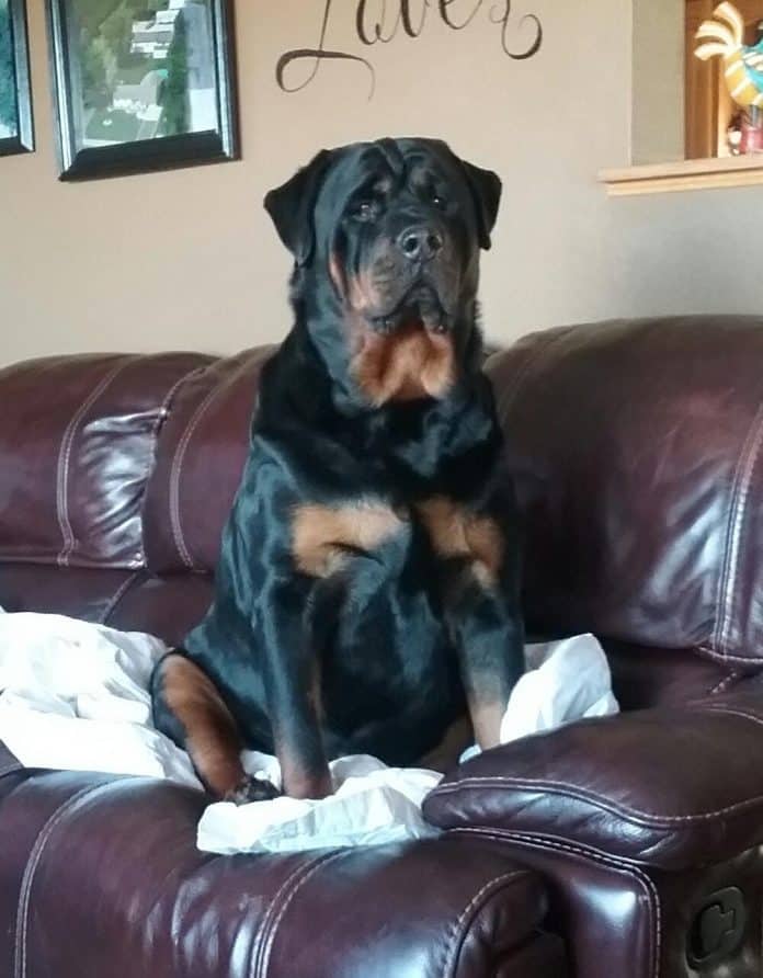 Rottweiler is fond of your furniture