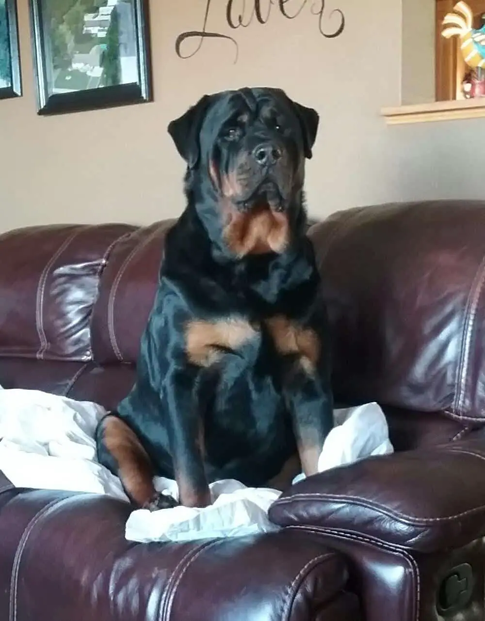 Rottweiler is fond of your furniture