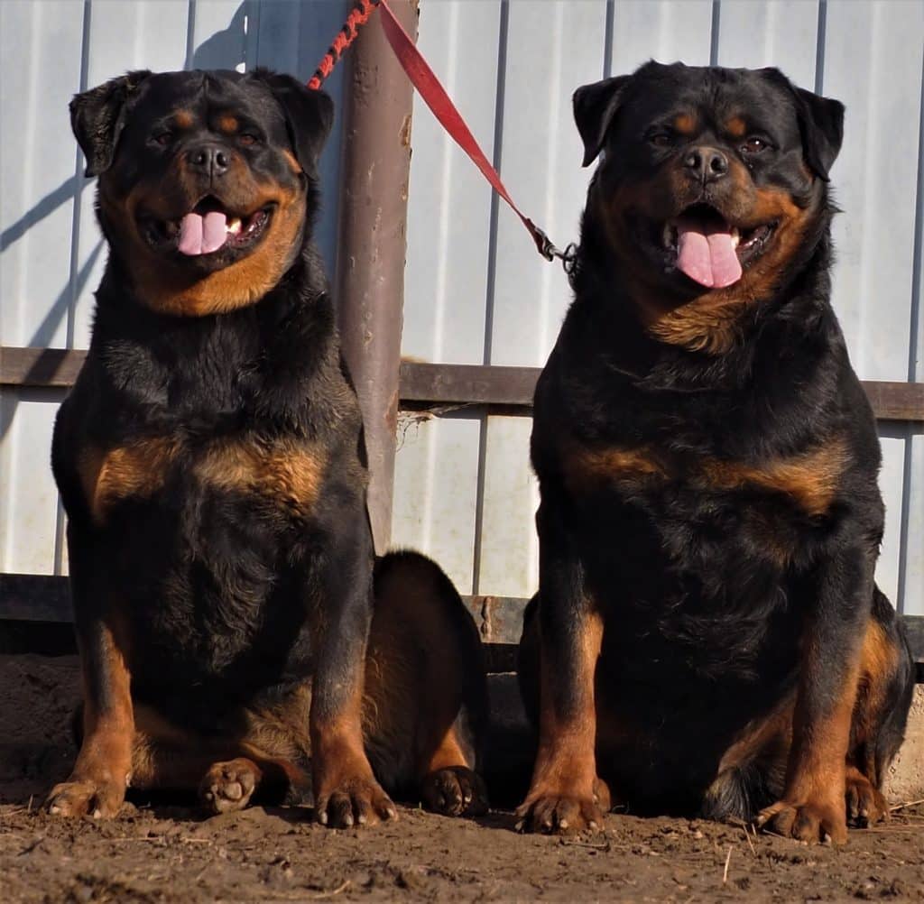 female rottweiler,male rottweiler