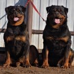 Male Vs. Female Rottweiler