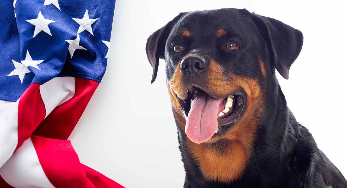 American Rottweiler vs German Rottweiler pictures