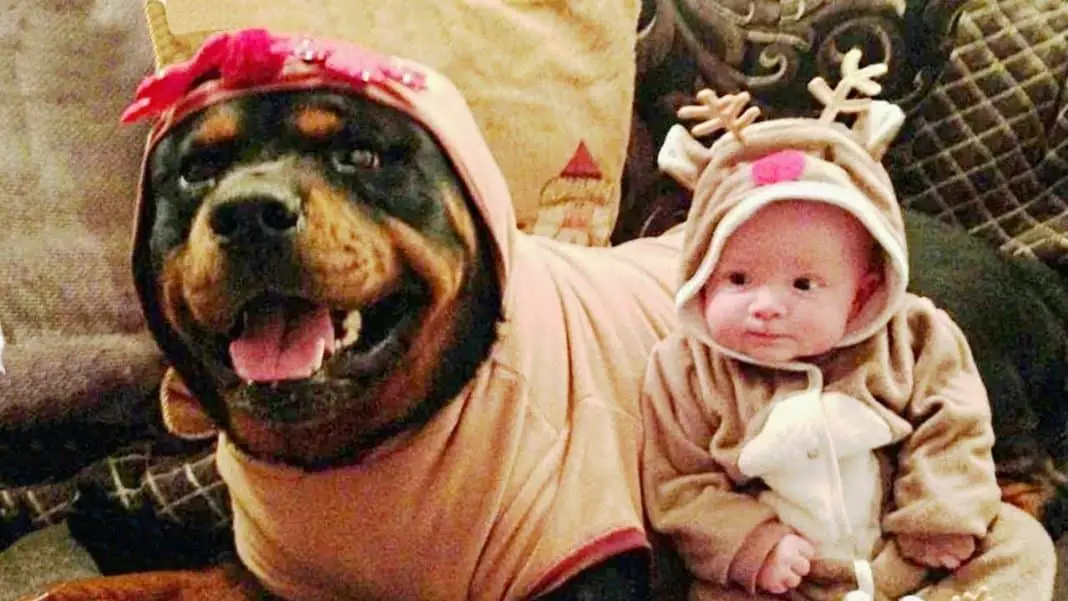 Rottweiler-baby interaction