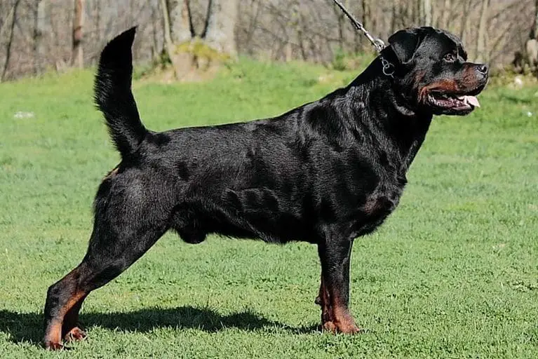 rottweilers tails