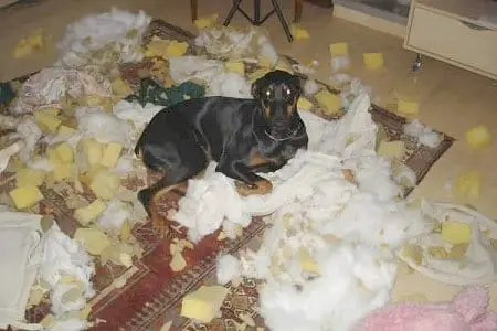Rottweiler’s anxiety levels down