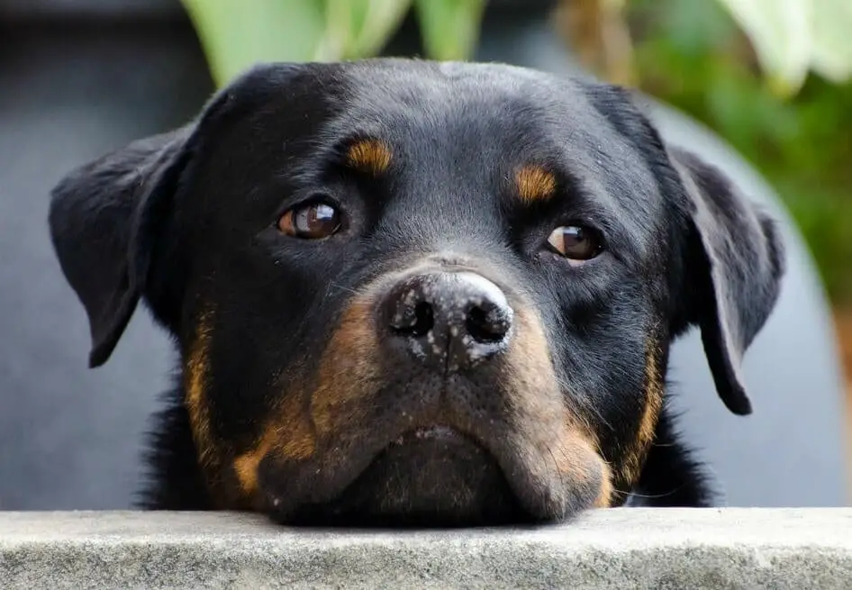 fat Rottweiler