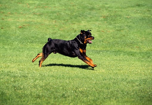 Rottie exercise