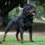 Male Rottweiler name