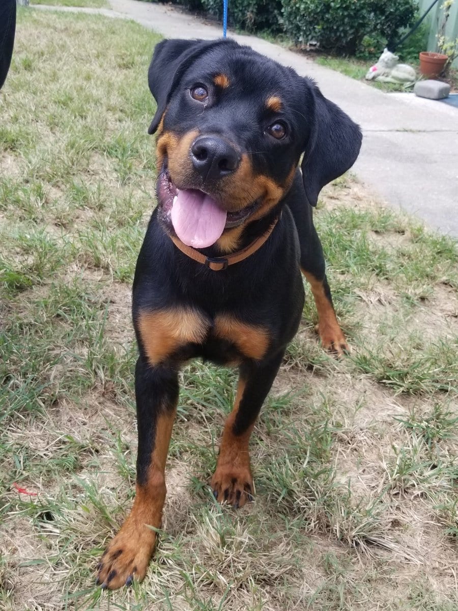 Rottweiler training