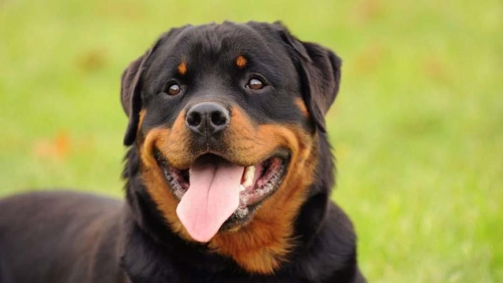 Rottie eyes