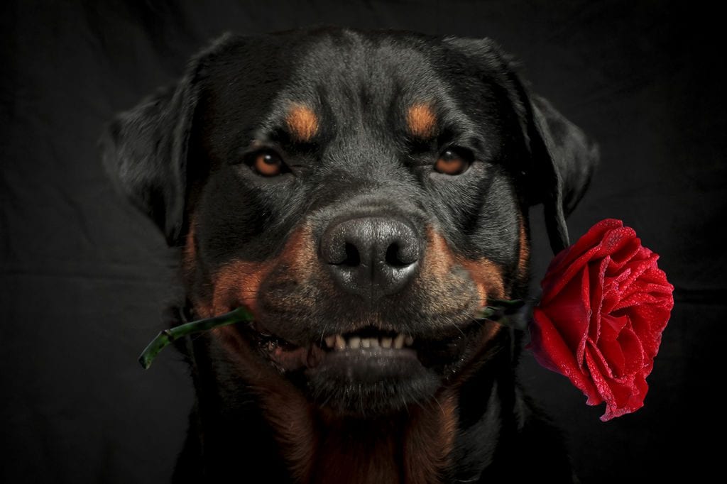 Rottweiler Attacks - How True Is The News That Rottweilers Are Really Dangerous? 2 Rottweiler's barking