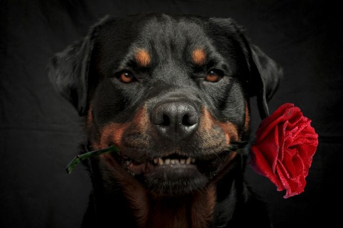 Rottweiler's barking