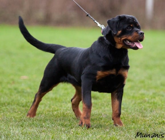 6 monsths old Rottweiler