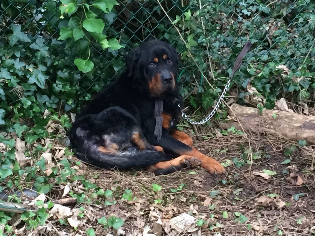 Bringing Home a Rescue Rottweiler: Planning the Transition 23 Rottweiler rescued