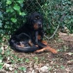 Rottweiler rescued