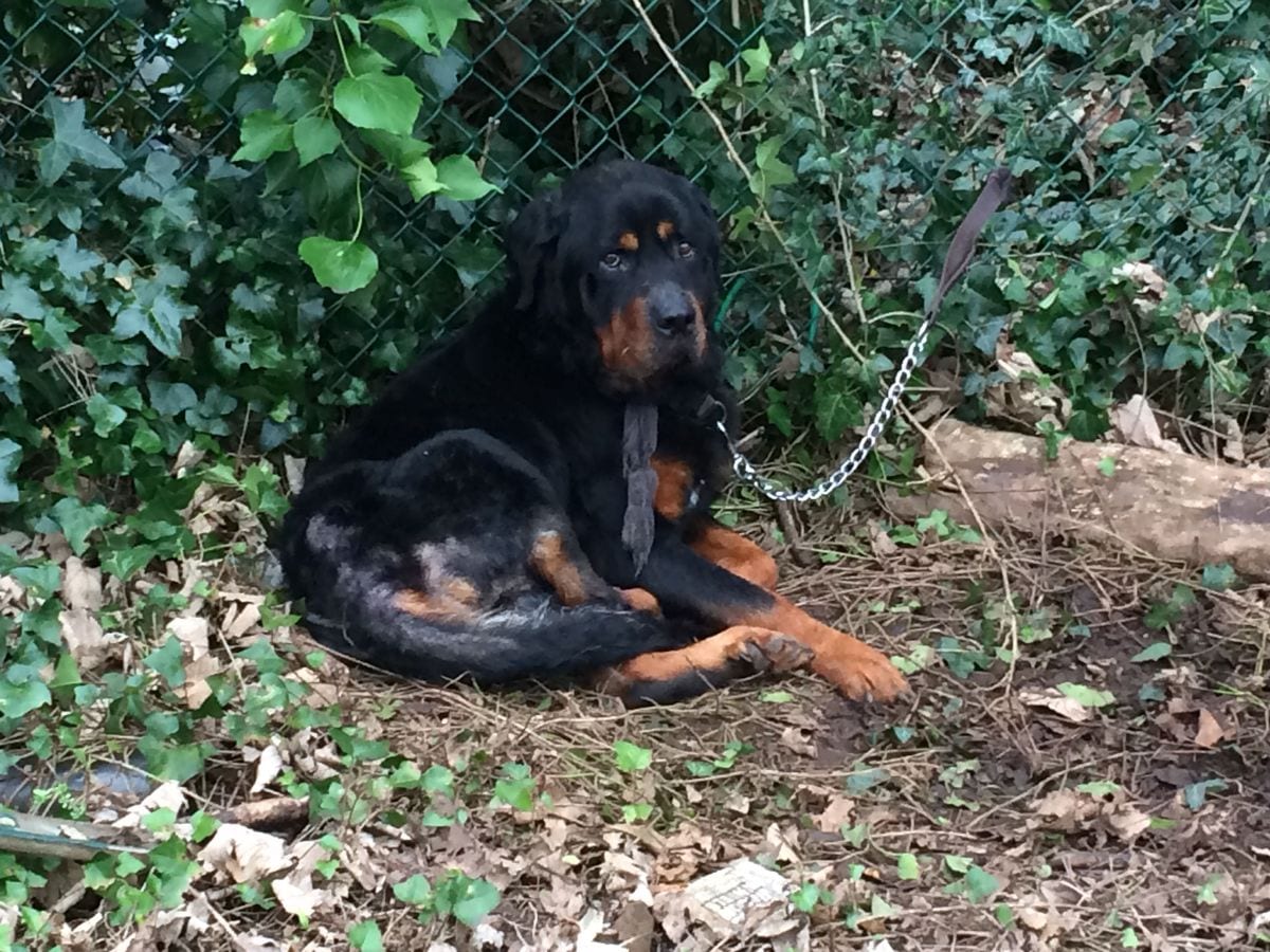 Rottweiler rescued