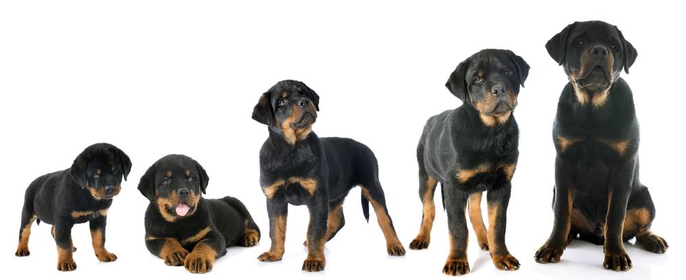 Rottweiler Growth Chart