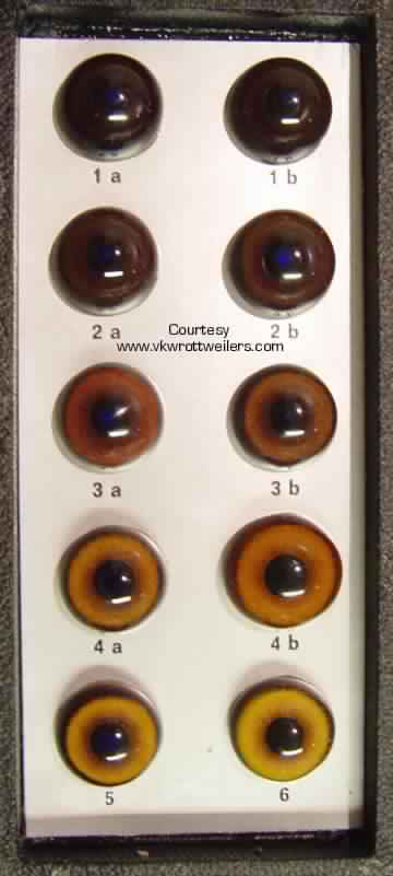 Rottweiler Eye Color Chart