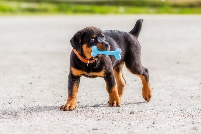 Rottweiler biting