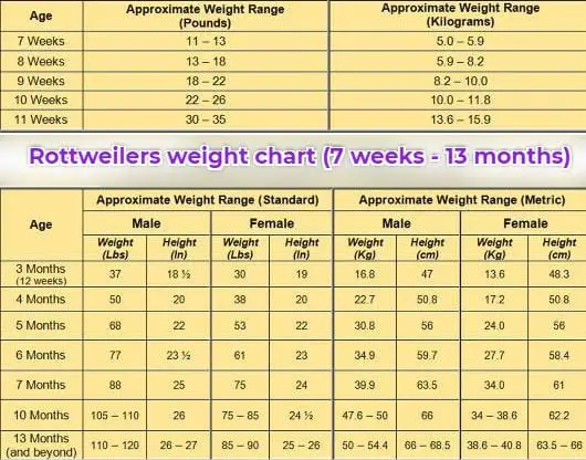 Growth Chart For Rottweiler Puppies