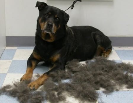 rottweiler shedding