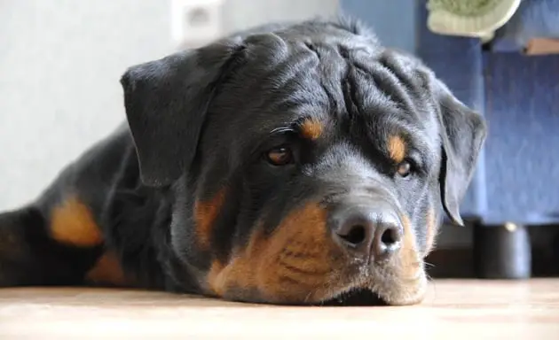 What makes your Rottweiler so anxious about separation