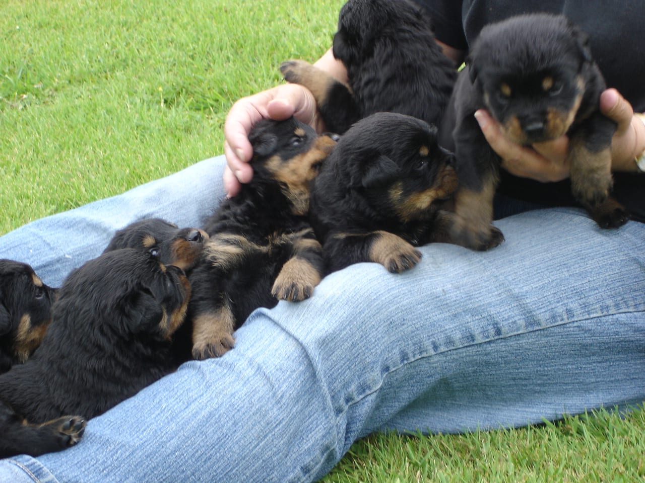 A Quick Guide For Rottweiler Breeders 7 A Quick Guide For Rottweiler Breeders