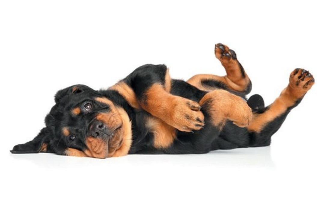 Rottweiler Puppy