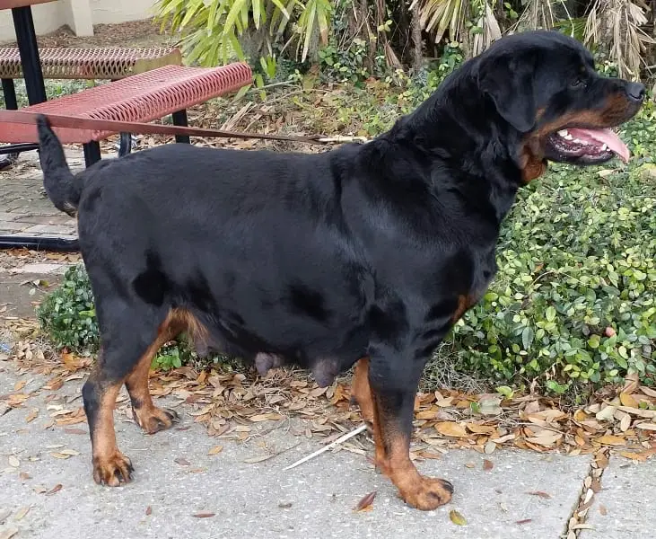 Rottweiler