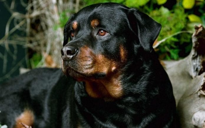 life span of your Rottweiler