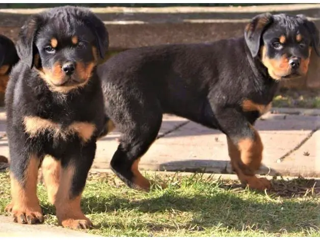 german rottweiler