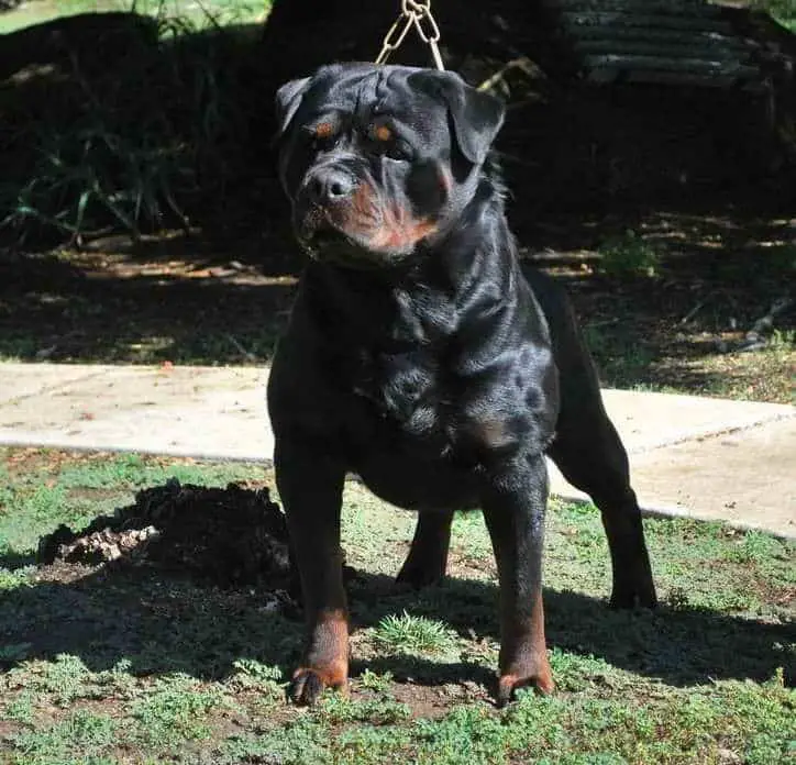 black Rottweiler