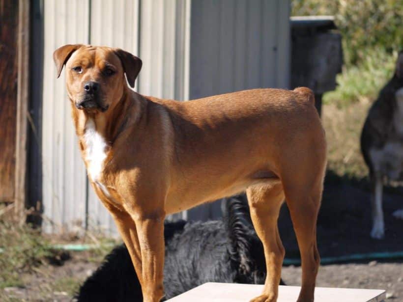 Red Rottweiler color