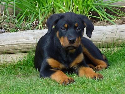 6-month old Rottweiler