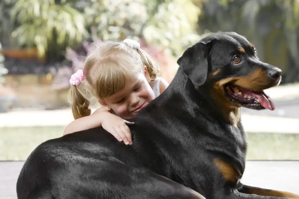 Rottweiler breeders socialize