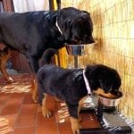 Rottweiler Puppy