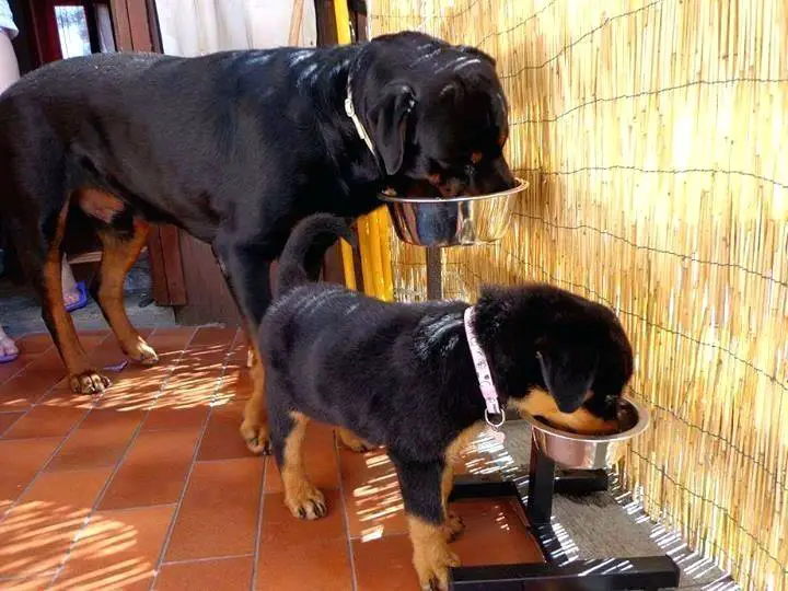 Can Rottweiler Puppies Eat Adult Dog Food? 1 Rottweiler Puppy