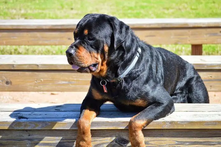 quiet Rottie