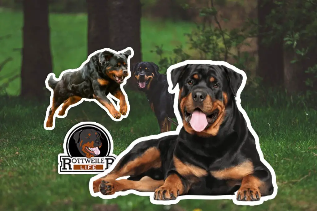 Male Rottweiler Vs. Female Rottweiler: Know The Facts Before You Bring One Home 4 custom pet stickers