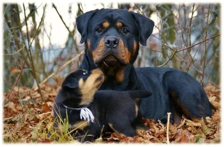 pregnant Rottweiler