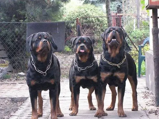 train your Rottweiler