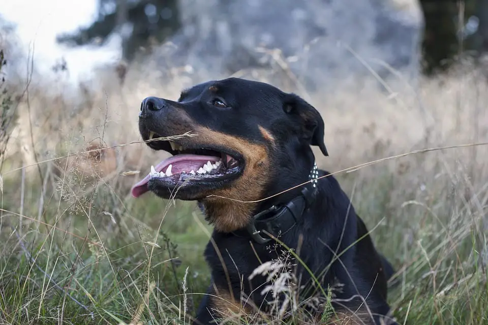 Rottie