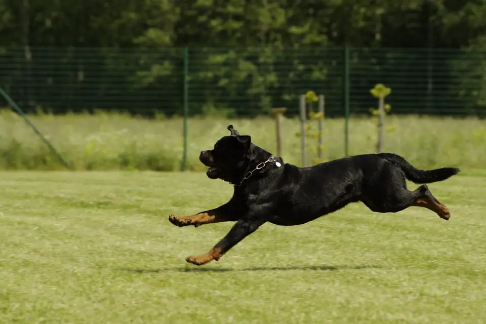 Rottweiler puppy