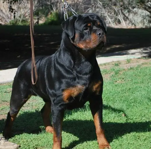 german rottweiler