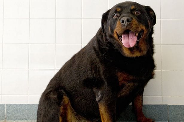 rottweiler weight