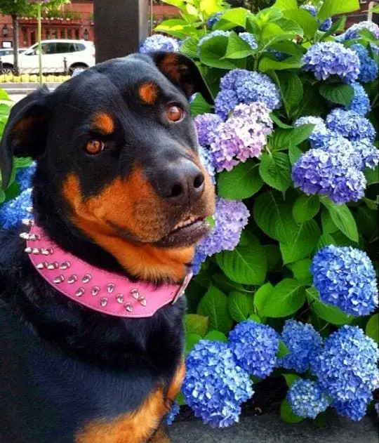 girl Rottweiler