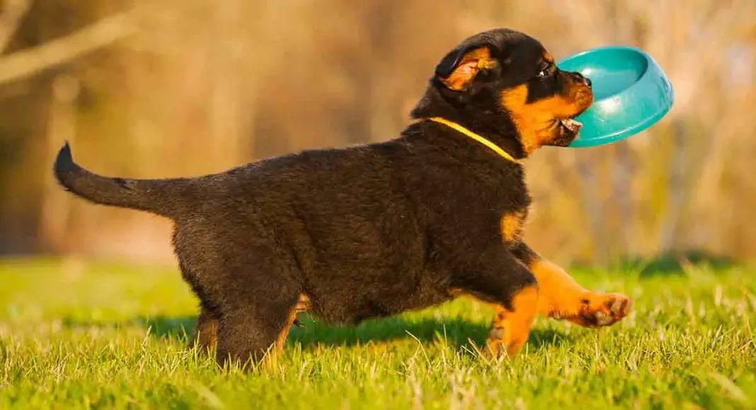 best food for rottweiler puppy