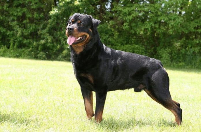healthy Rottie