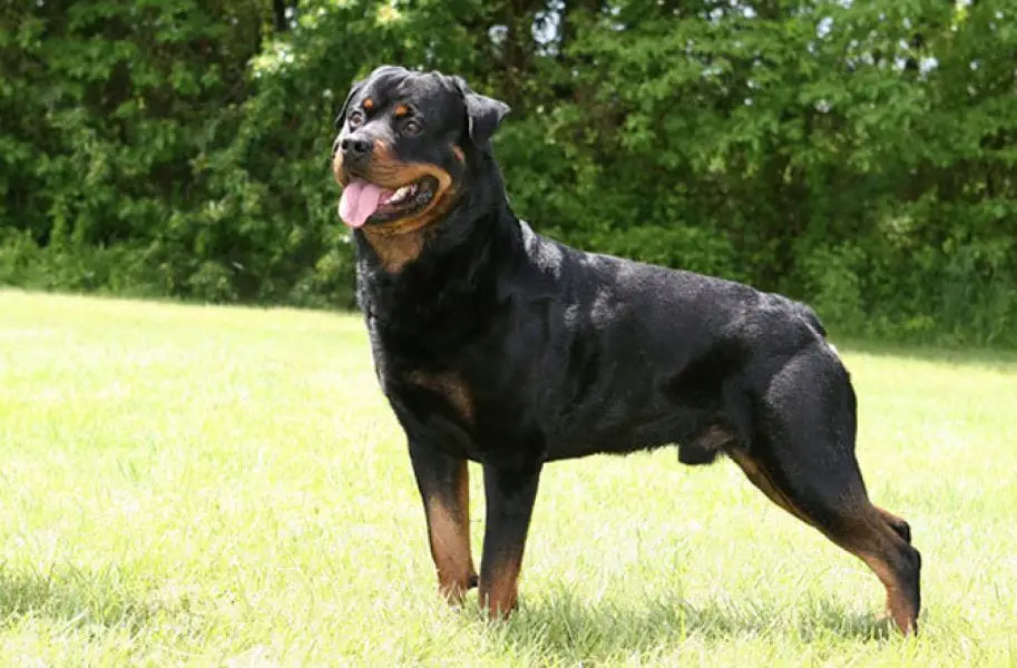 healthy Rottie