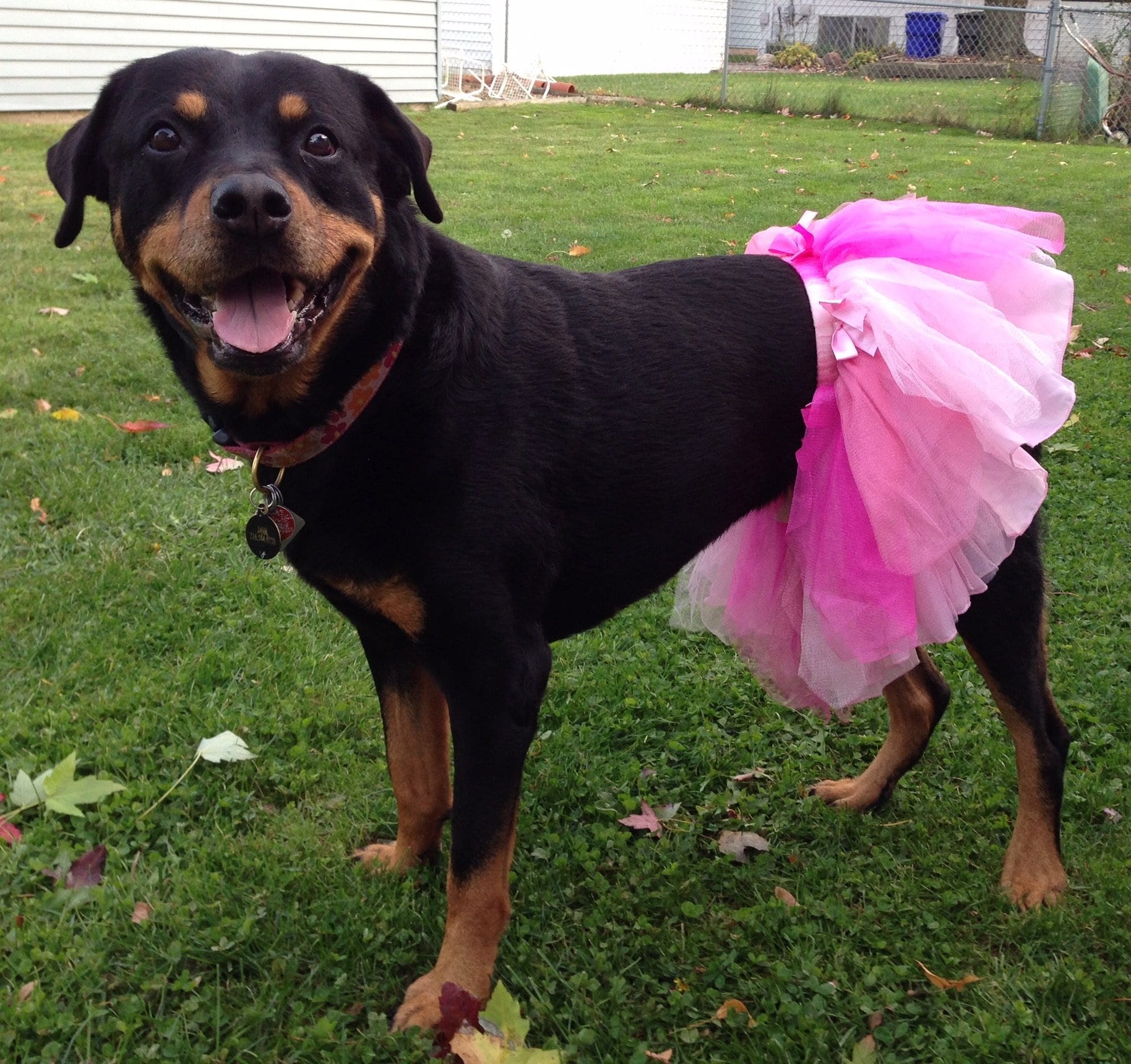 girl Rottie