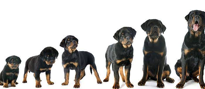 6-month old Rottweiler growth chart
